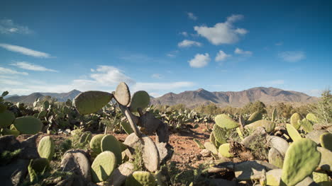 Cactus-Timelapse-03