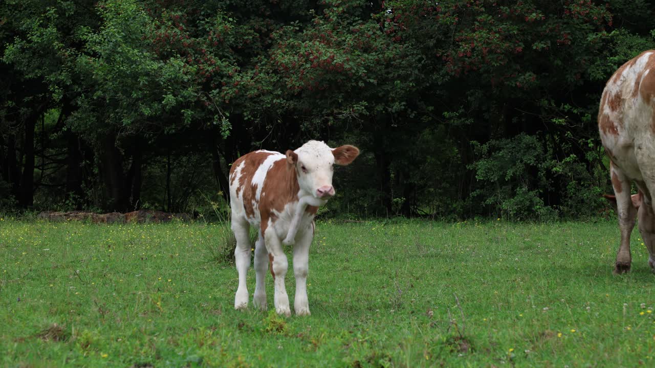 un rebaño de vacas pastando en un campo abierto verde fresco en un día nublado de verano