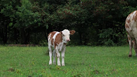 Eine-Herde-Kühe-Grast-An-Einem-Bewölkten-Sommertag-Auf-Einer-Frischen,-Grünen-Wiese