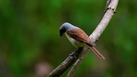 The-Tiger-Shrike-got-its-name-from-the-Tiger-like-pattern-on-its-feathers-as-it-is-also-a-predator-of-a-bird-that-feeds-on-insects,-very-small-mammals,-and-even-birds-of-its-size