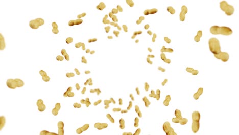 flying many peanuts on white background. raw peanuts. groundnuts in shells. healthy organic food. 3d loop animation of seed rotating.