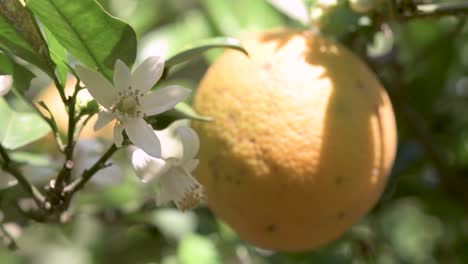 abeja melífera polinizando en una plantación de naranja dulce
