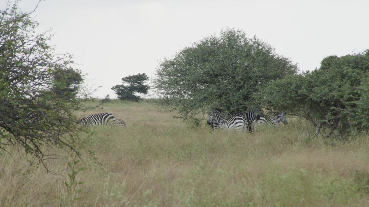 Zebre allo stato brado in Kenya 3