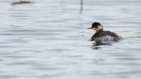 Somormujo-De-Cuello-Negro,-Podiceps-Nigricollis,-Tailandia