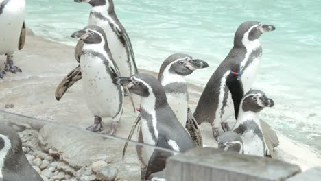 group of penguins standing around on rocks near the edge of their enclosement at zoo