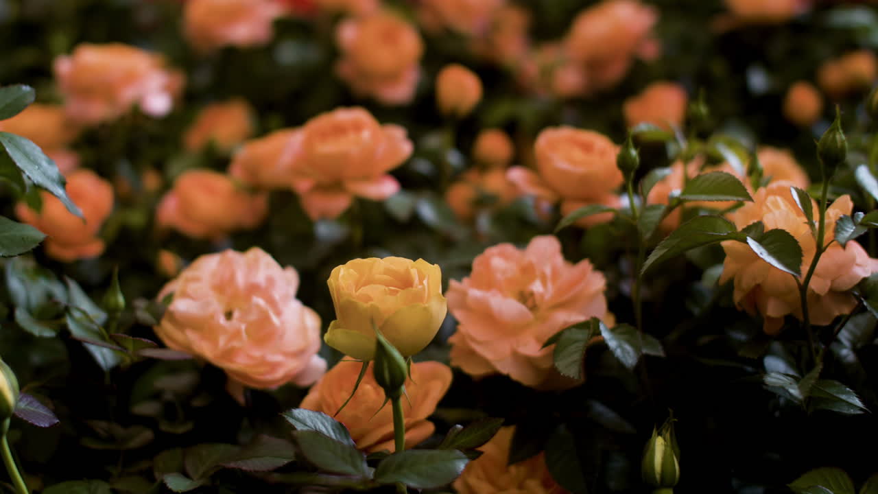 실내에서 아름다운 장미