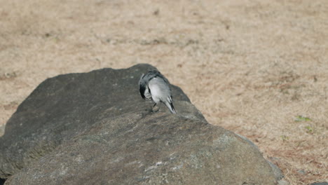 black-backed wagtail sitting on a rock, cleaning itself then flew away - slow motion, close up