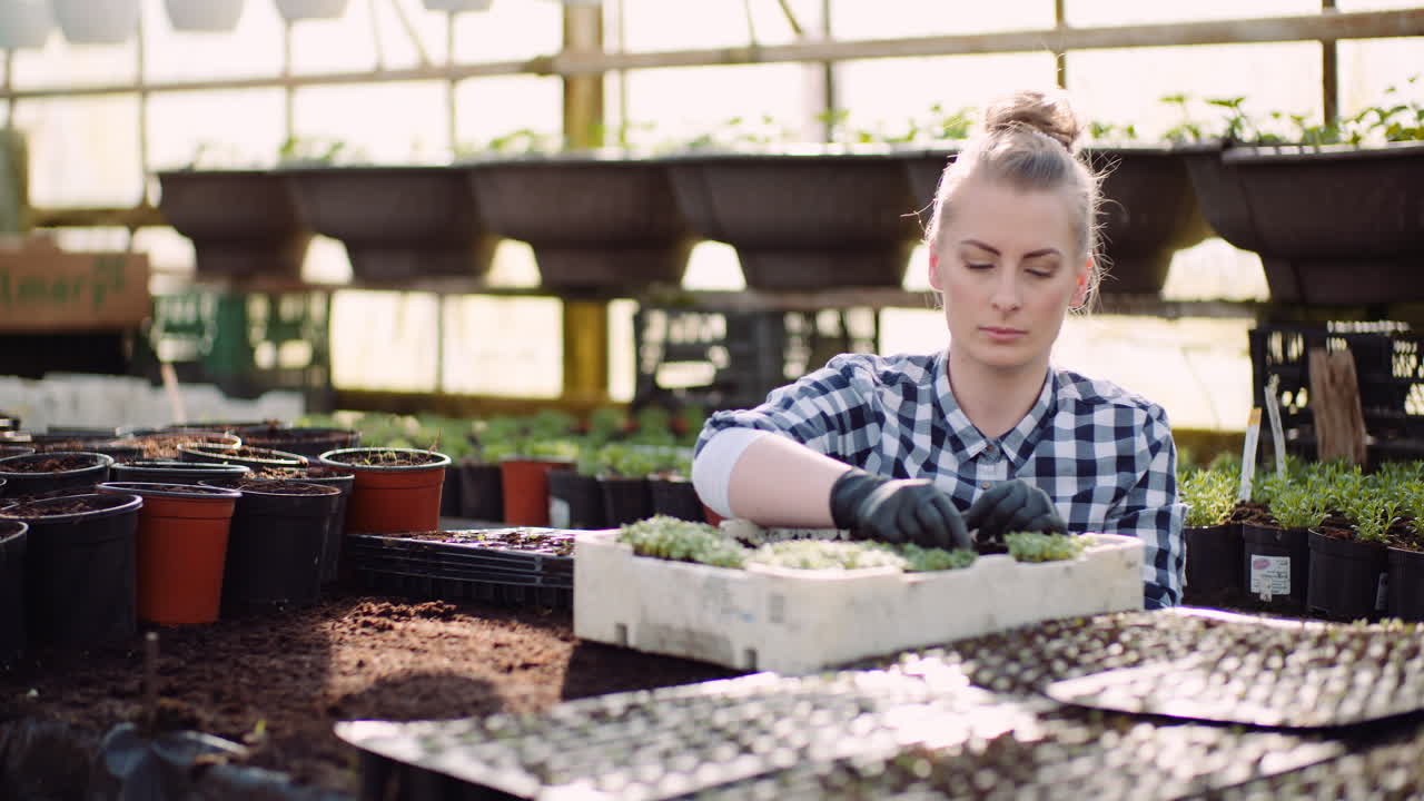la jardinera planta plántulas en el invernadero