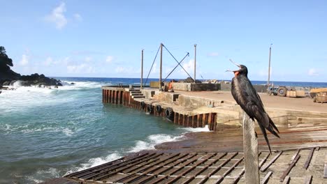 aterrizaje en la isla de pitcairn con el petrel en el reloj