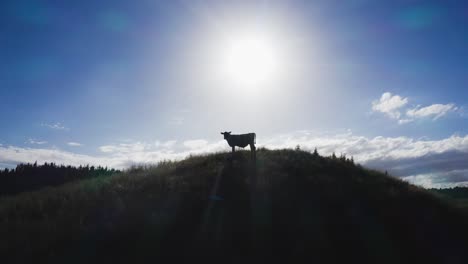 silhouette of one cow majestically standing on hill top with bright sunlight