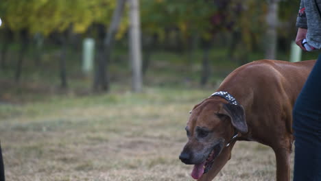 rhodesian ridgeback dog being walked in autumn field, close up