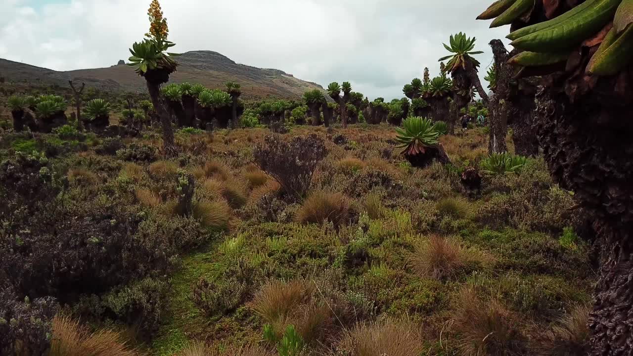 plantas silvestres que crecen alrededor del monte elgon en kenia - toma manual