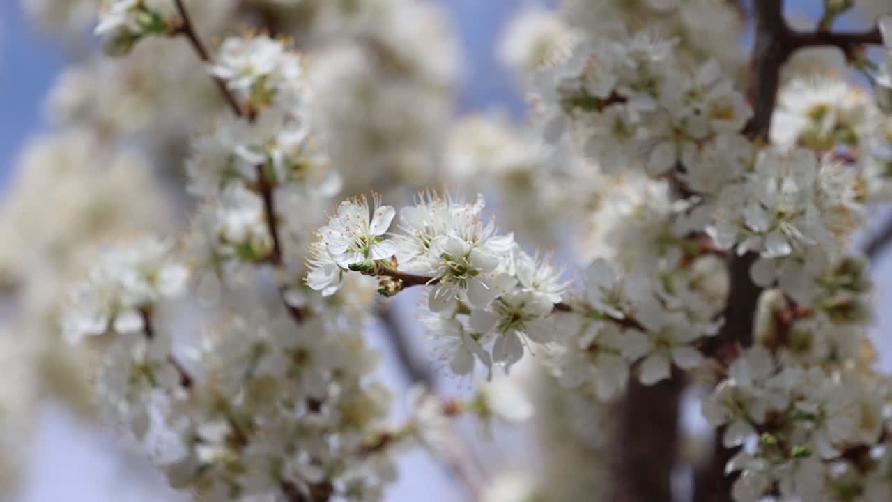 Transizione di messa a fuoco su fiori di pruno visitati dalle api