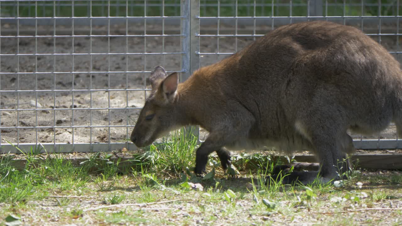 lindo wallaby de cuello rojo buscando comida a través de las malas hierbas