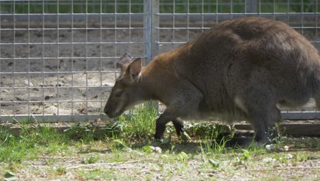 Niedliches-Rothalsiges-Wallaby,-Das-Durch-Unkraut-Nach-Nahrung-Sucht