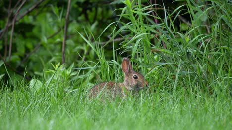 a young cottontail rabbit searching for choice grass stems in the dewy grass on a summer morning