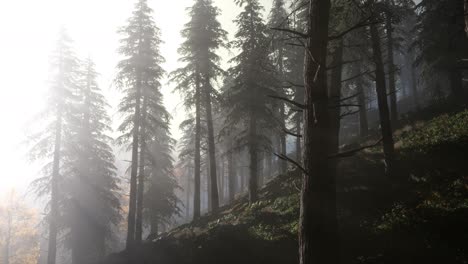 Calm-moody-forest-in-misty-fog-in-the-morning