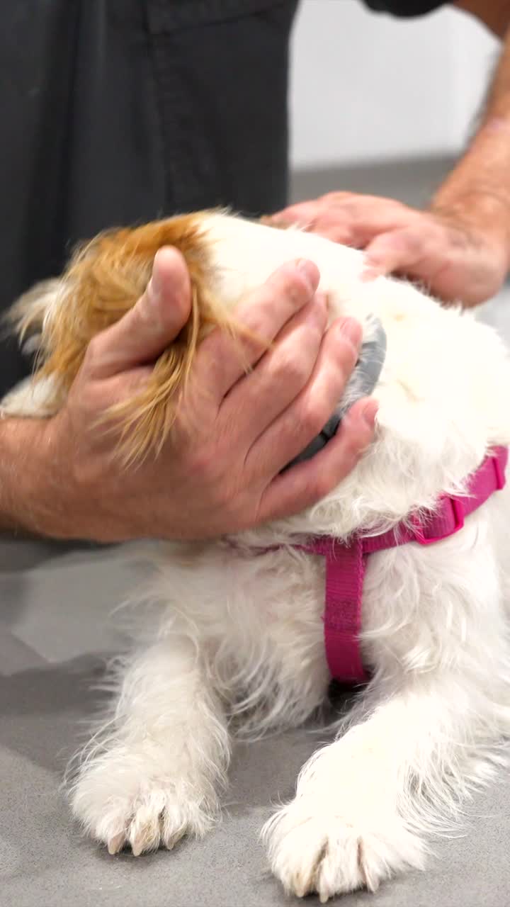 Dog getting affection