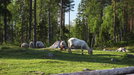 Statische-Aufnahme-Süßer-Schafe,-Die-An-Einem-Sonnigen-Tag-Gras-Im-Wald-Fressen