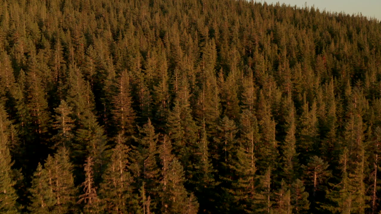 Pan up aerial shot revealing Mount Hood from a dense pine forest