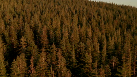 Pan-up-aerial-shot-revealing-Mount-Hood-from-a-dense-pine-forest