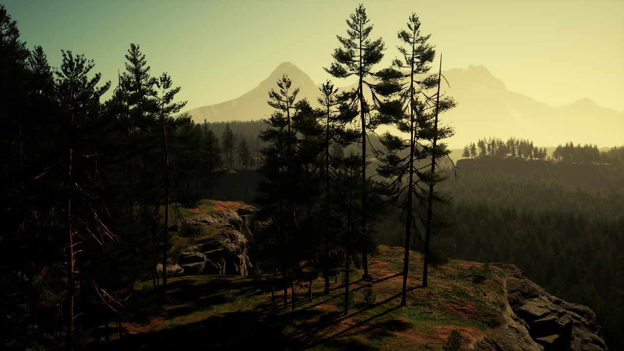 아침 에 안개 가 가득 한 산 숲 풍경