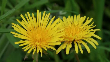 Primer-Plano-De-Flores-De-Diente-De-León.-Primavera.-Islas-Británicas