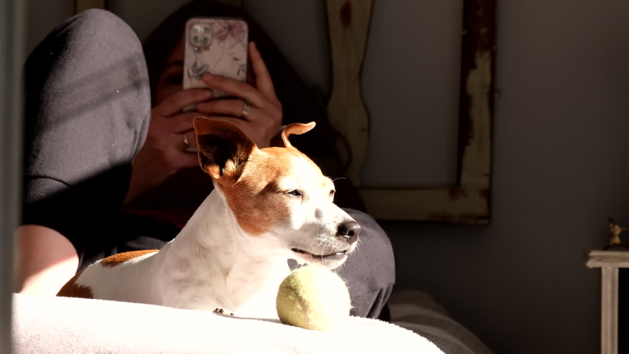 Female owner on phone on bed as cute Jack Russell dog basks in sun at feet