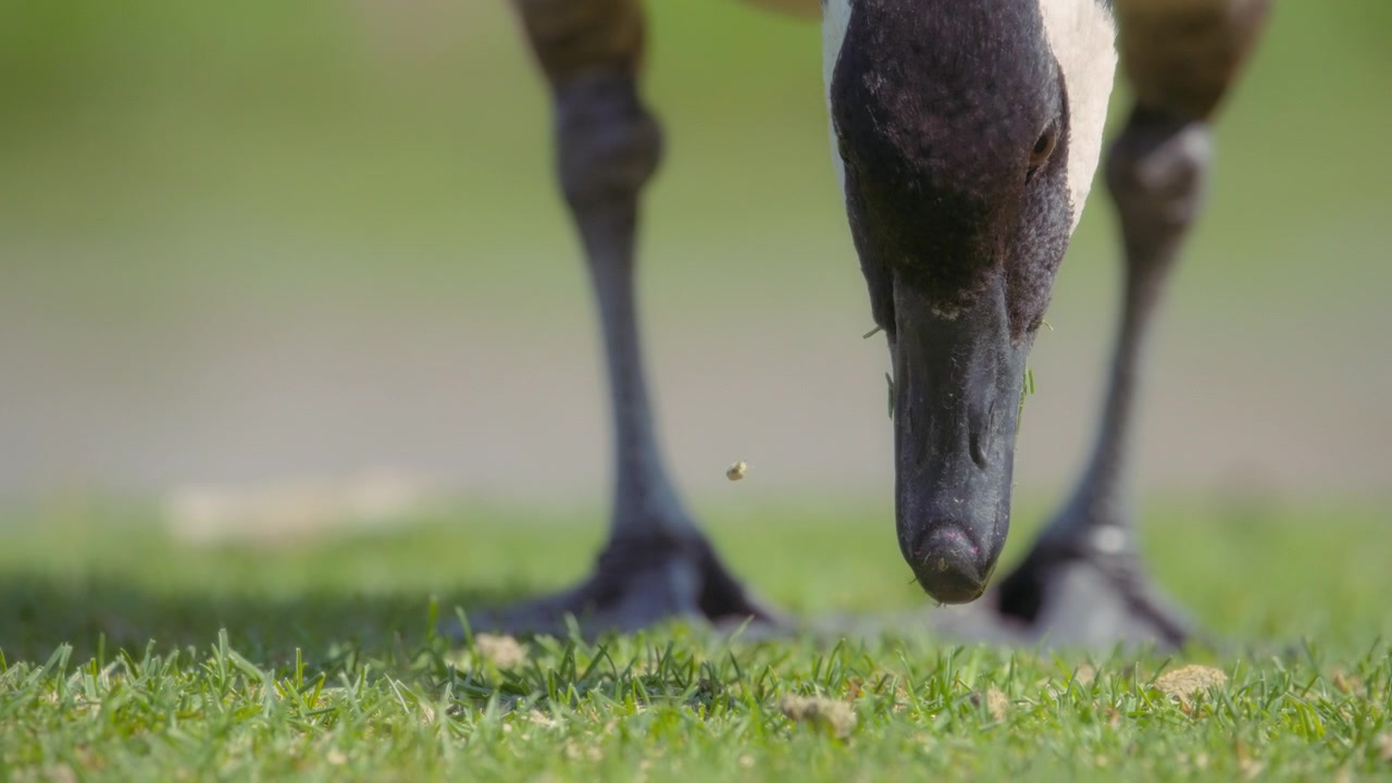 Close up of Canadian goose eating grass of the park lawn