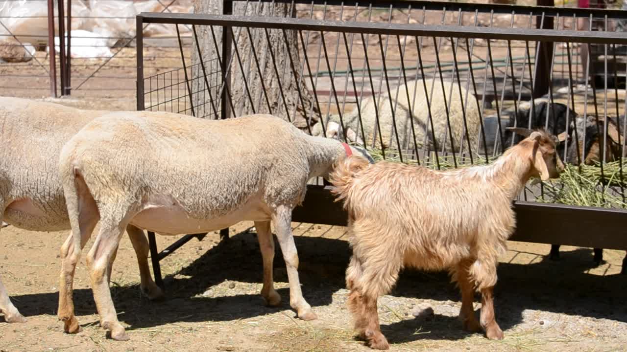 capra