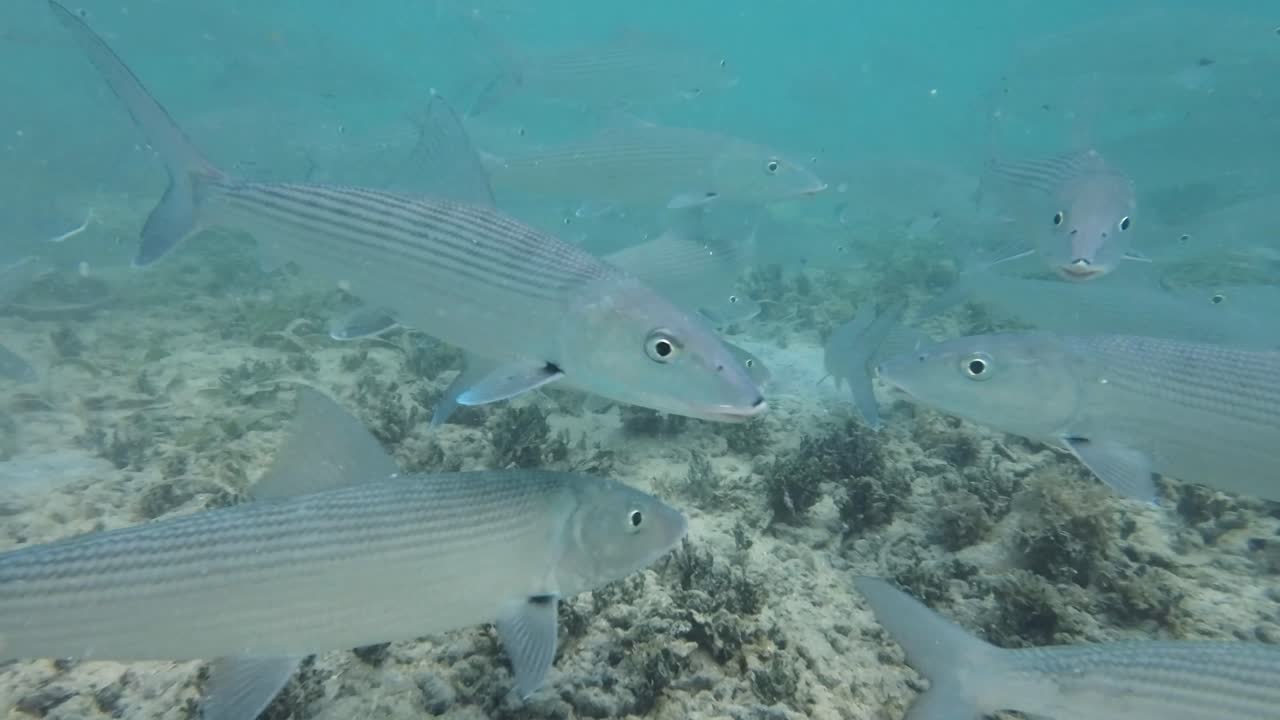 un grupo de peces huesos nadando bajo el agua en un mar azul claro