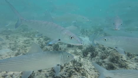 a school of bonefish swimming underwater in a clear blue sea