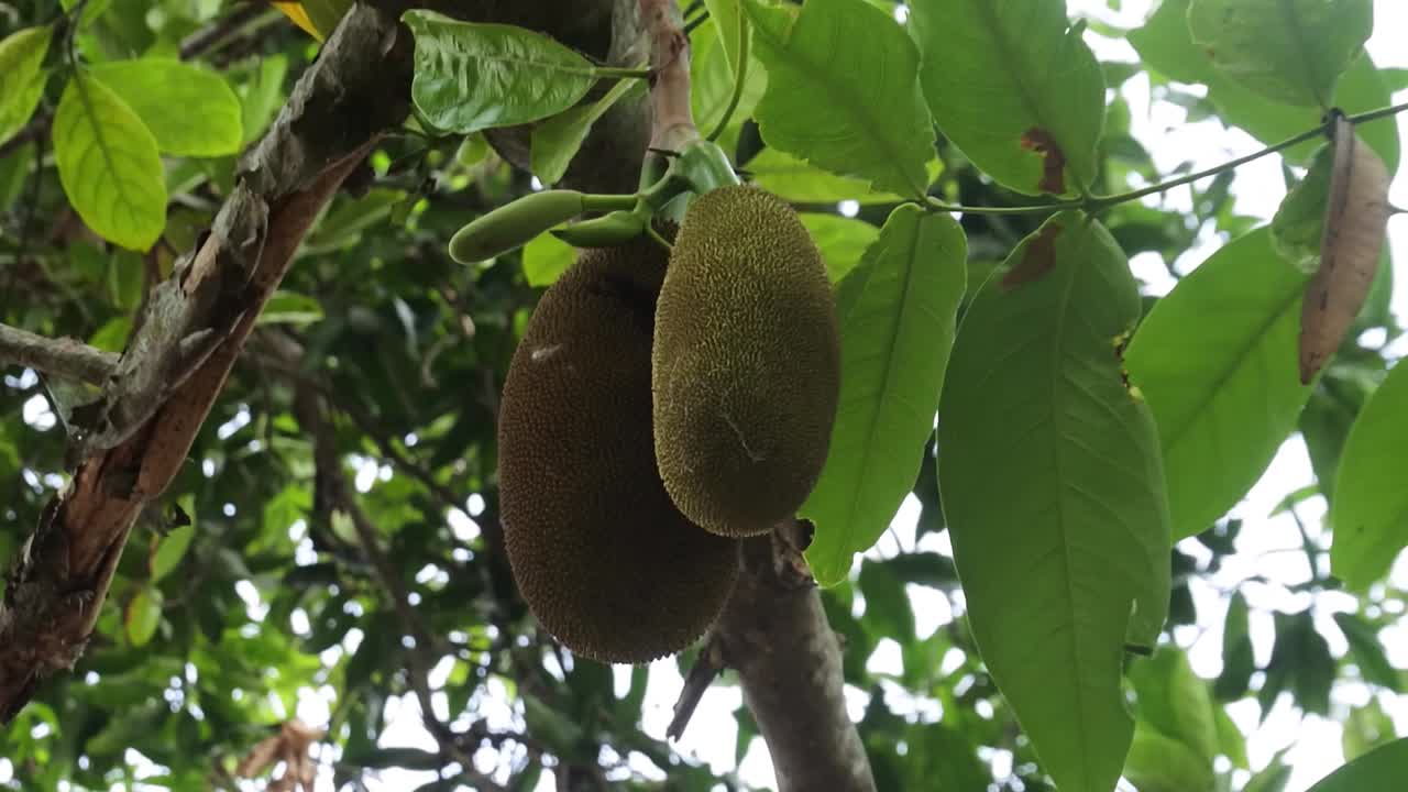 jackfruit joven cuelga de un árbol de jackfruit en el jardín