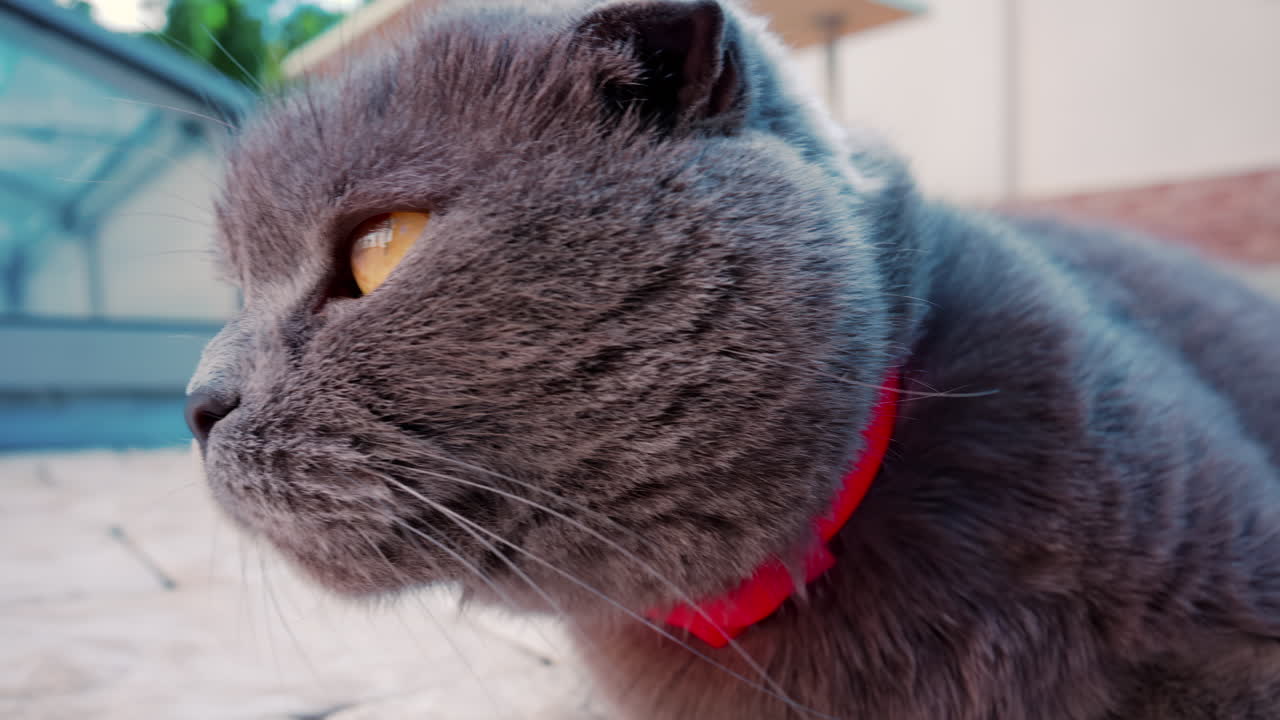 Close up of the intense orange eyes of a grey British Shorthair cat