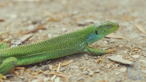 reveal vibrant green lizard basking in sunshine