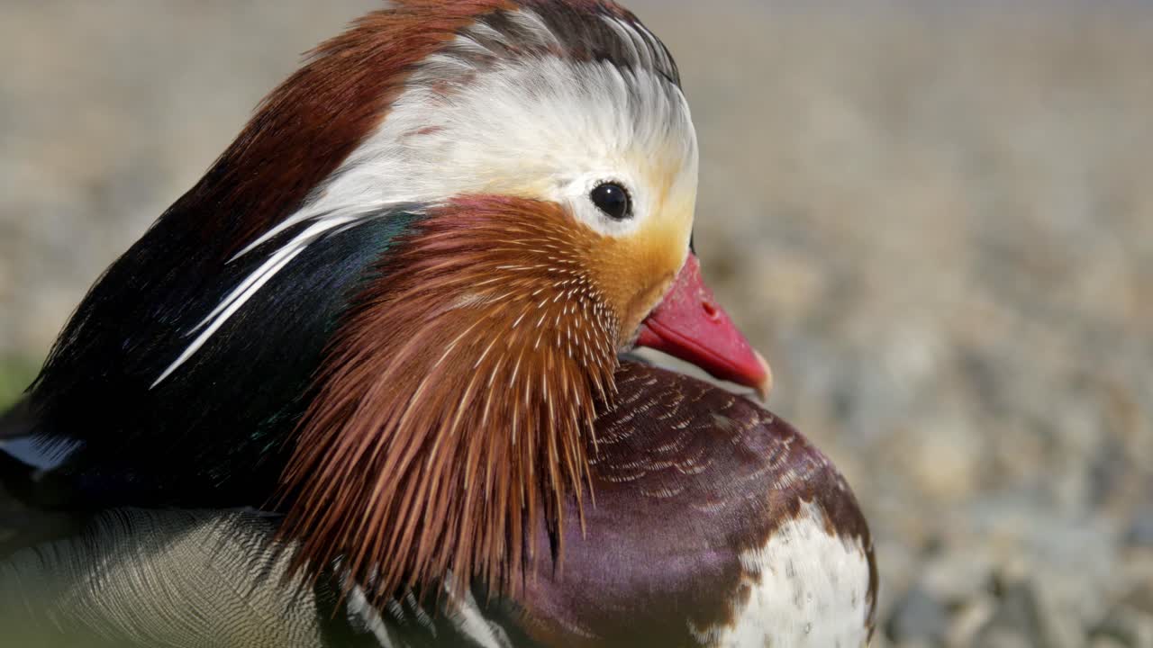 A beautiful, sleepy Mandarin Duck trying to sleep in the sunlight on a windy day - Close up