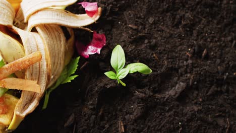 video of organic fruit and vegetable waste for composting and seedling in dark soil, with copy space