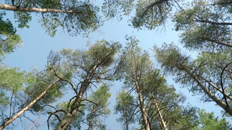 view of pine tree tops with clear blue sky on sunny day in smiltyne