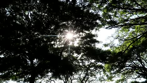 Sonnenlicht-Scheint-Von-Oben-Auf-Bäume,-Die-Sich-Mittags-Im-Park-Im-Wind-Bewegen