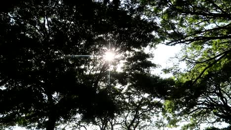 sunlight shines from above trees moving in wind in park at noon