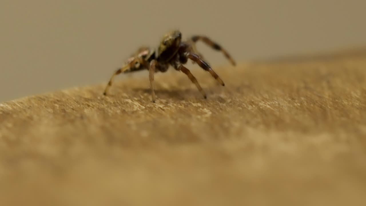 Tiny jumping spider with large eyes looking around in a macro shot