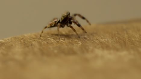 tiny jumping spider with large eyes looking around in a macro shot