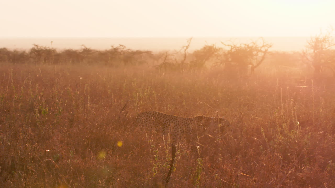 Extreme wide pan shot of a cheetah walking through savannah