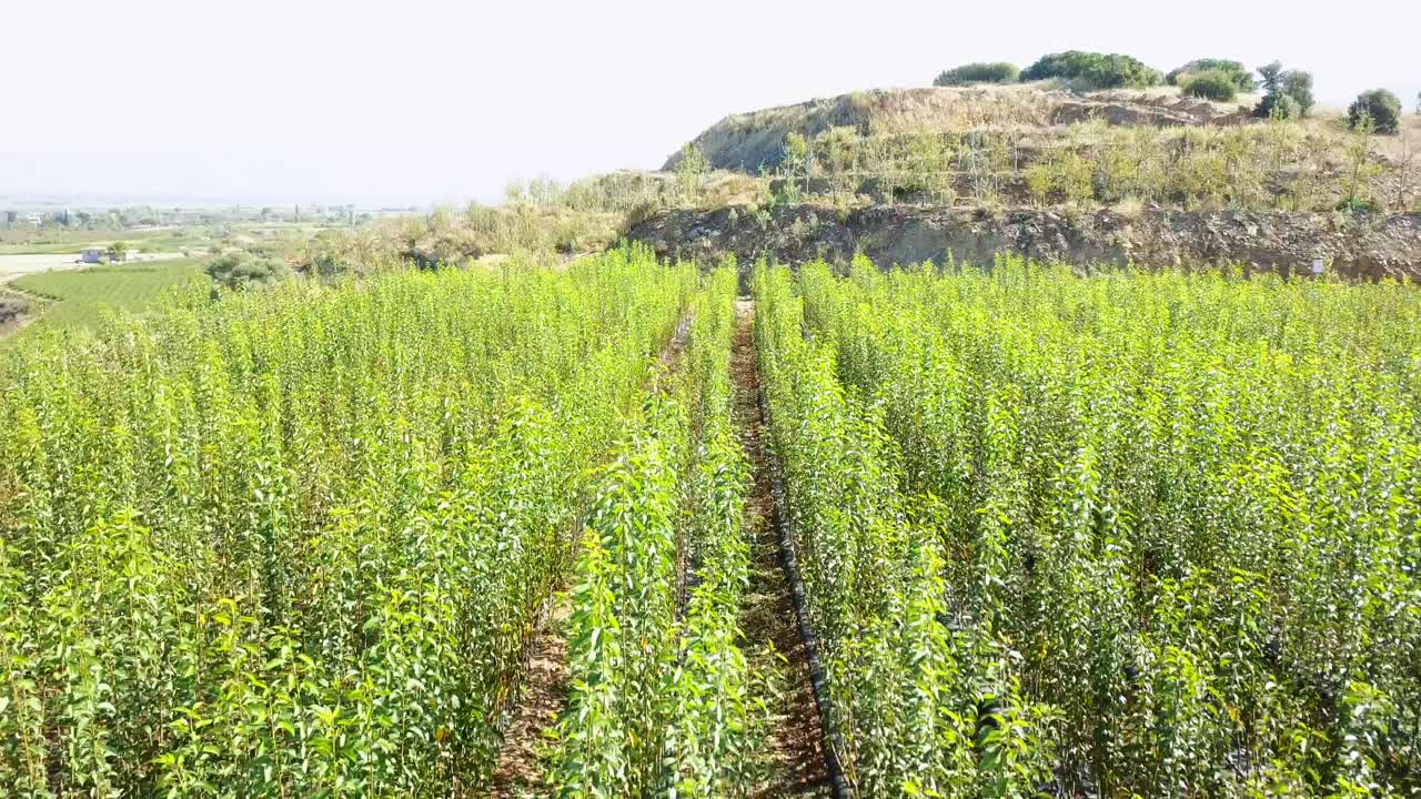 들판에 심어진 사과 묘목의 공중 드론 보기