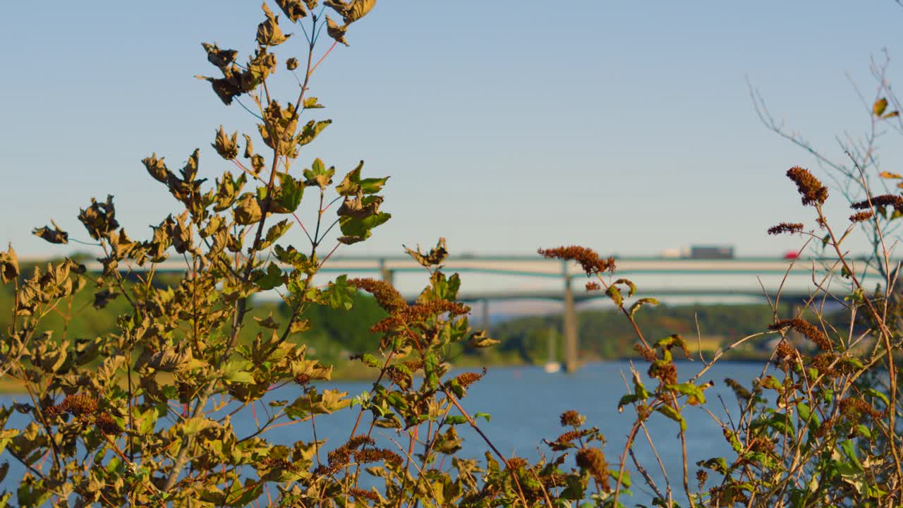 Focus Pull from M4 Motorway Traffic Overpass Bridge to Autumn Fading Leaves on Small Tree on Sunny Day. Filmed Near Swansea, Wales, UK