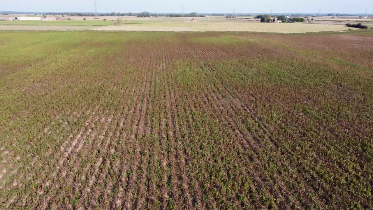 Drone starts in a top-down view above a field of young green plants, then tilts upward revealing the farmland in East Sussex