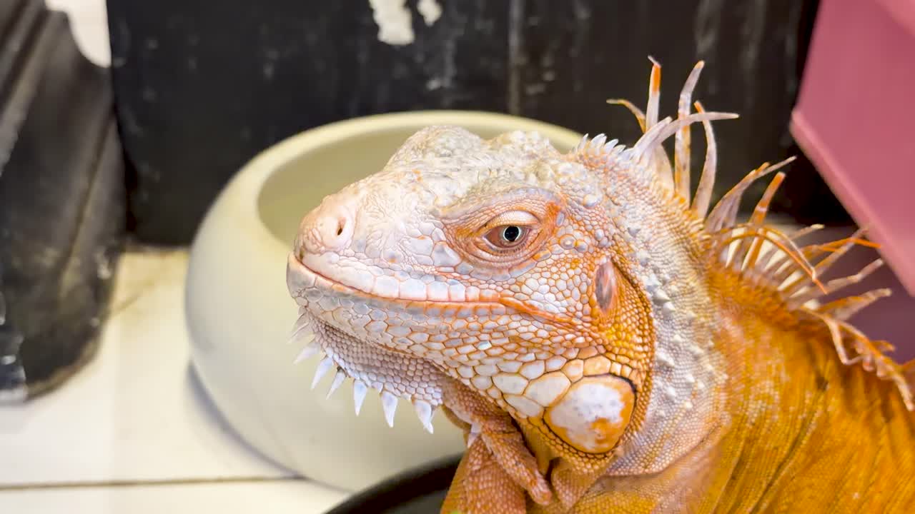 Un primo piano dettagliato di un'iguana arancione che mangia foglie verdi da una mano
