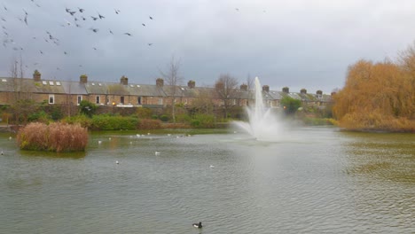 tranquil scene at blessington street basin, dublin with birds and a fountain on a cloudy day, wide shot