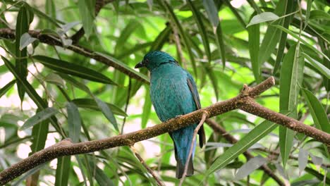 Close-up-shot-of-beautiful-asian-fairy-bluebird-on-branch