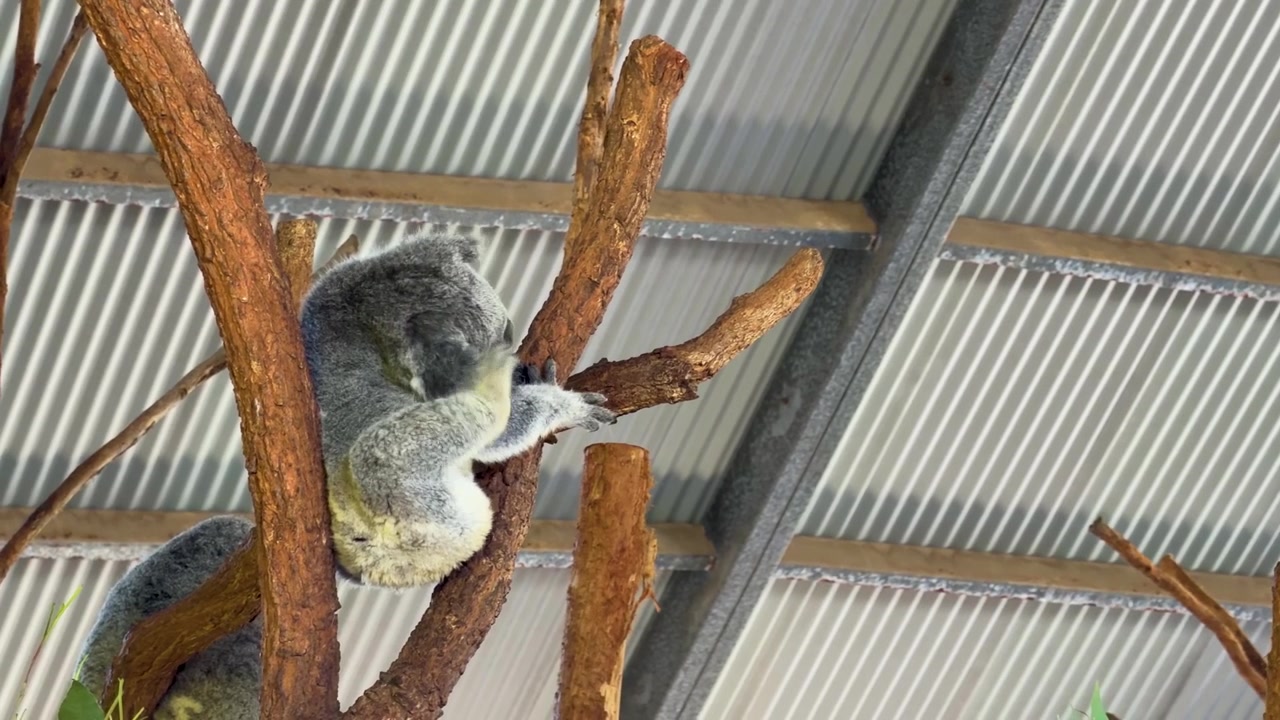 Un koala dorme pacificamente su un ramo di legno all'interno di un parco faunistico protetto in Australia